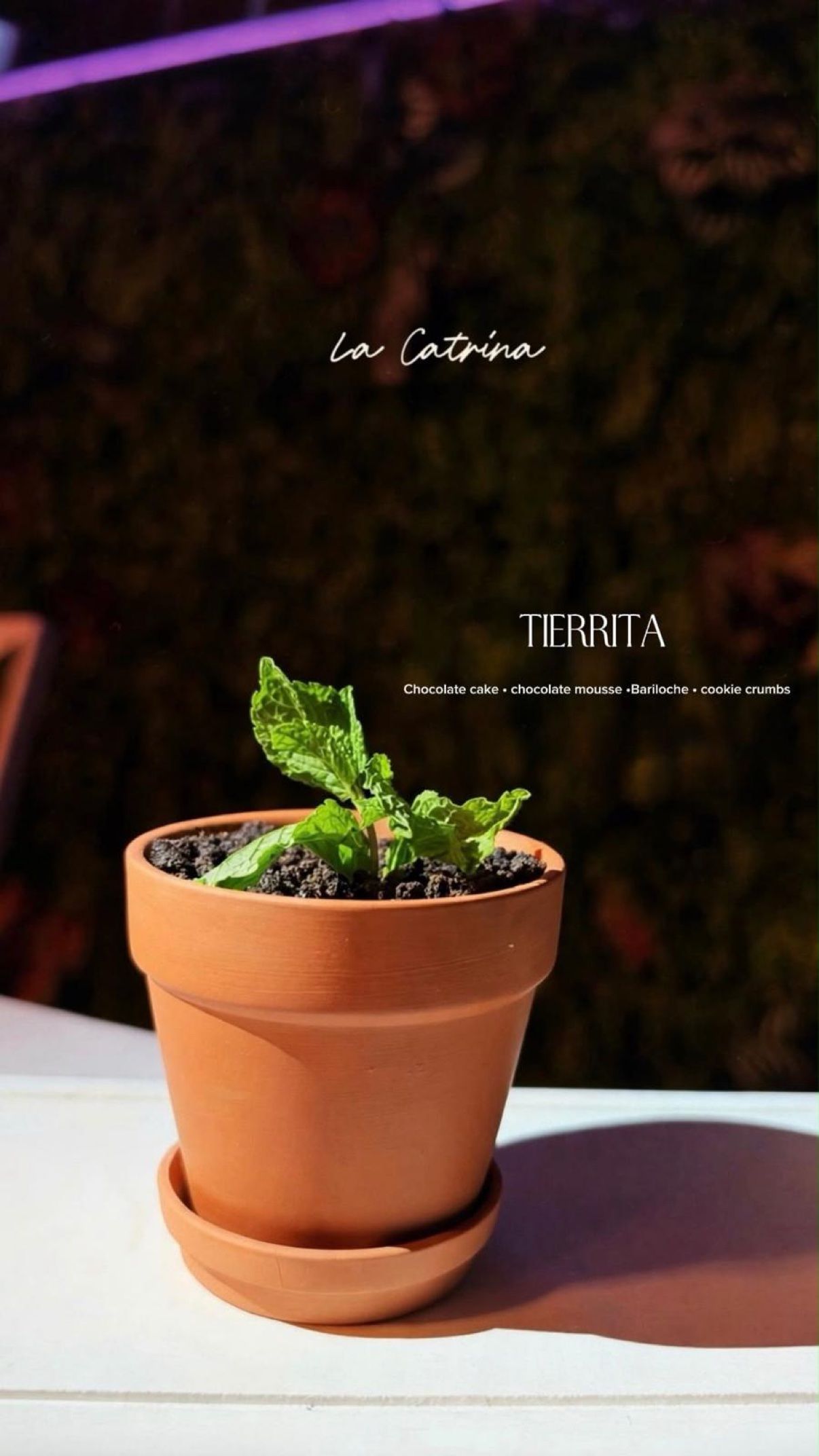 Tierrita — chocolate dessert served in a terracotta pot with fresh mint